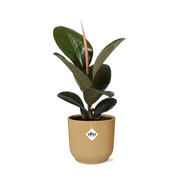 Gummibaum - Ficus Elastica 'Robusta' - Zimmerpflanze + Topf Vibes Fold 14cm Gelb