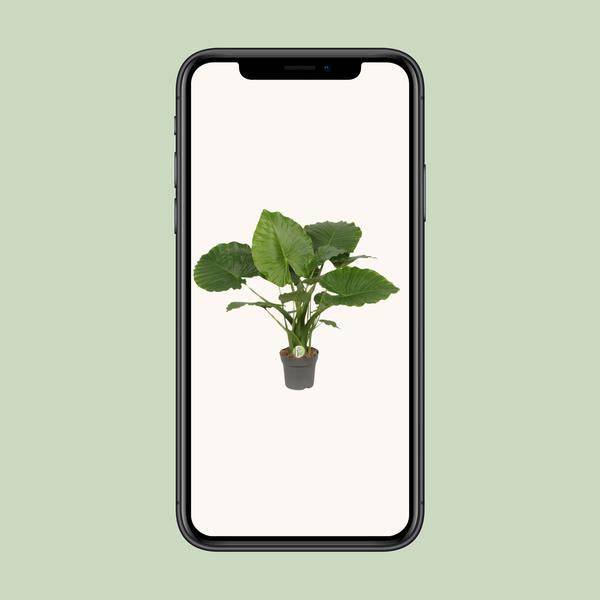 Elefantenohr - Alocasia gageana 'California' - Zimmerpflanze - Ø21cm - ↕80cm