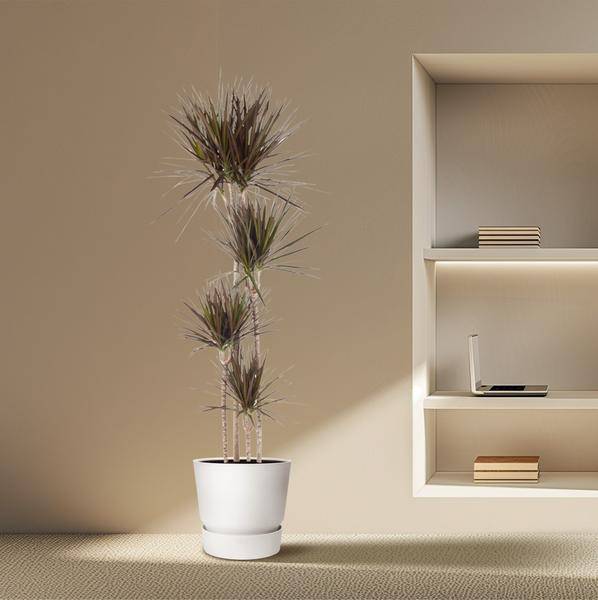 Drachenbaum – Dracaena Magenta 180cm – Ø27cm – Zimmerpflanze mit grünen Blättern & magentafarbenem Rand – Tropische Dekopflanze für Wohnzimmer, Büro & Wintergarten – Pflegeleicht