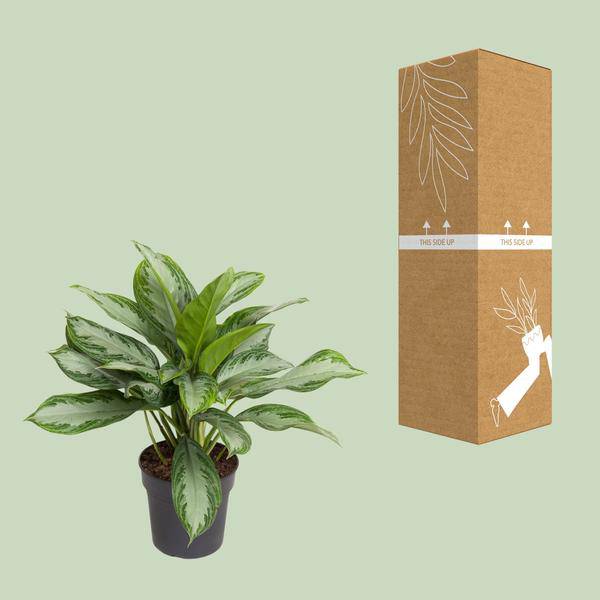 Kolbenfaden - Aglaonema Cutlass - Zimmerpflanze - Ø19cm - ↕60cm