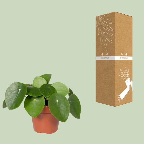 Chinesischer Geldbaum – Pilea Peperomiodes (Aluminium-Pflanze) – Zimmerpflanze – Ø12 cm – 20 cm hoch – Halbschatten – Luftreinigend – Pflegeleicht