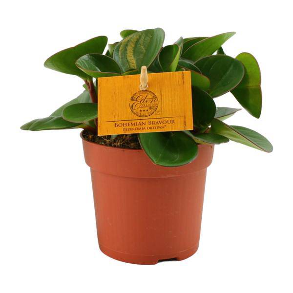 Zwergpfeffer - Peperomia Obtipan - Zimmerpflanze - Ø11cm - ↕15cm