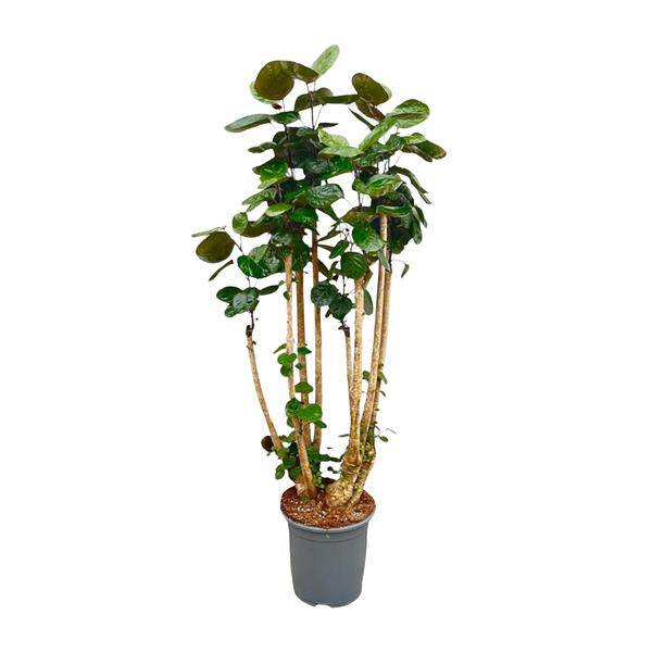 Fiederaralie - Polysicas Fabian - Zimmerpflanze - 160cm - ⌀30cm