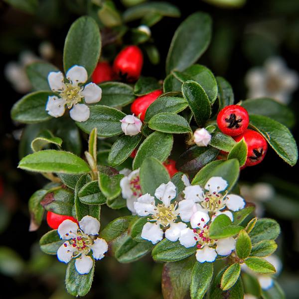 Teppich-Zwergmispel - Cotoneaster dammeri - ↕10-25cm - Ø9cm - 40 Stück