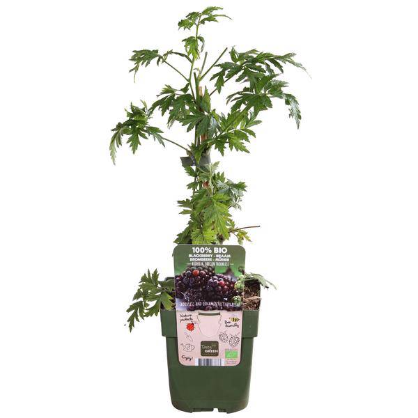 Dornenlose Brombeere - Rubus fruticosus 'Dornenlos Immergrün' - Ø13cm - ↕45cm