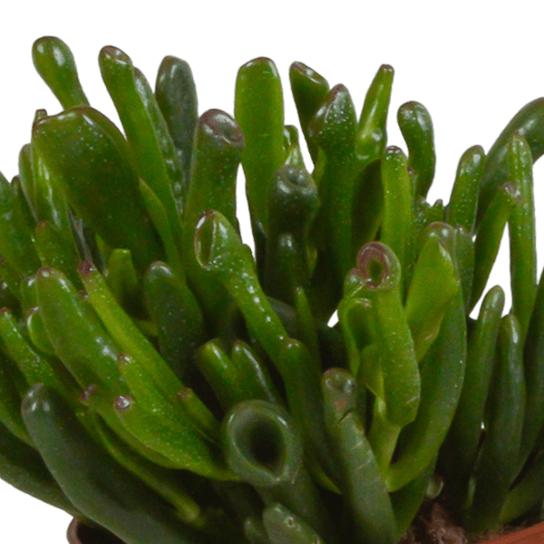 Sukkulente - Crassula Mix - 10,5 cm - 3 Stück