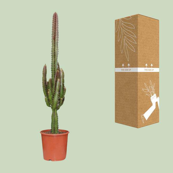 Dreikantige Wolfsmilch - Euphorbia Trigona Rubra - Zimmerpflanze - Ø17cm - ↕70cm