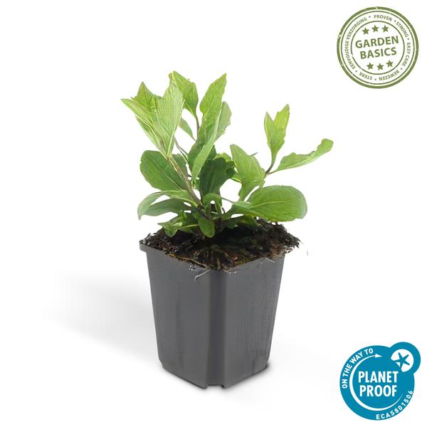 Wild-Aster Aster ageratoides 'Asran' – 20 Pflanzen – ↕10-25cm – Ø9cm – Herbstblühende Staude – Hellblaue Blüten – Winterhart & pflegeleicht – Sonne