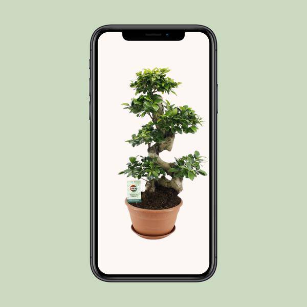 Chinesische Feige - Ficus Ginseng - Zimmerpflanze - Ø27cm - ↕70cm