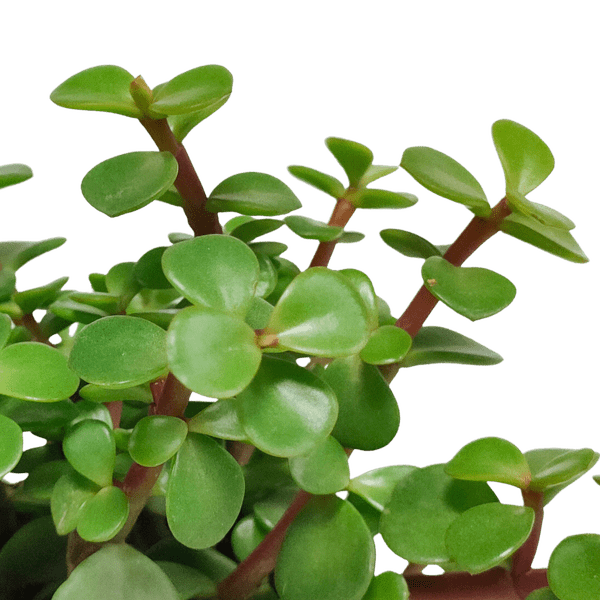 Speckbaum - Portulaca afra - Zimmerpflanze