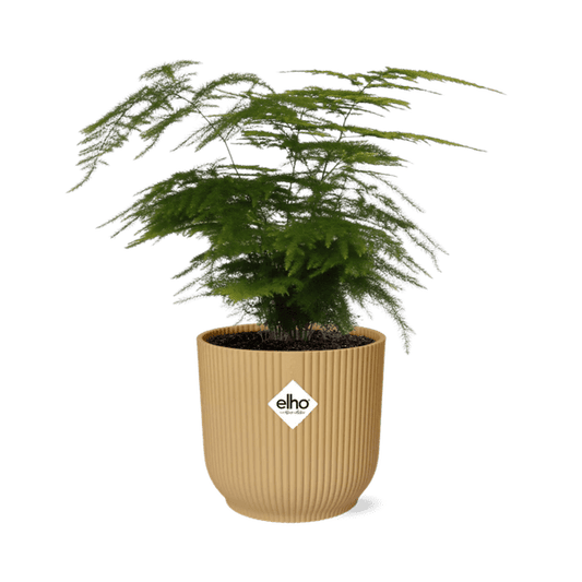 Feder-Spargel Asparagus Setaceus 'Plumosus' – Zimmerpflanze inkl. Ziertopf Vibes Fold Gelb Ø14cm – Elegantes federartiges Laub – Pflegeleicht & dekorativ – Für Wohnzimmer & Büro