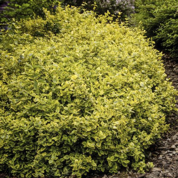 Spindelstrauch - Euonymus fort. 'Smaragd 'n Gold' - ↕10-25cm - Ø9cm - 60 Stück