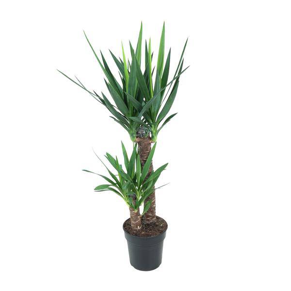 Riesen-Palmlilie - Yucca Elephantipes - Zimmerpflanze - Ø21cm - ↕100cm
