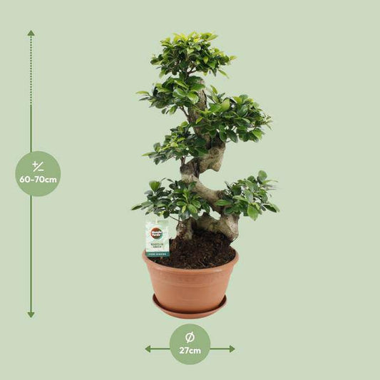 Chinesische Feige – Ficus Ginseng – Zimmerpflanze Ø27cm – Höhe ca. 70cm – Pflegeleichter Bonsai-Ficus mit dekorativen Wurzeln – Ideal für Wohnzimmer & Büro
