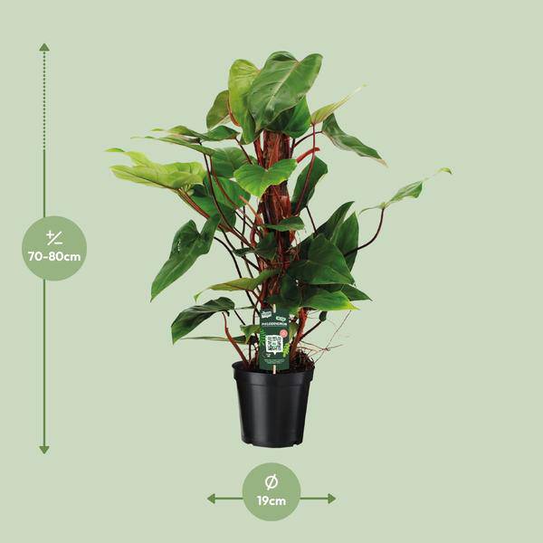 Baumfreund - Philodendron Roter Smaragd - Zimmerpflanze - Ø19cm - ↕80cm