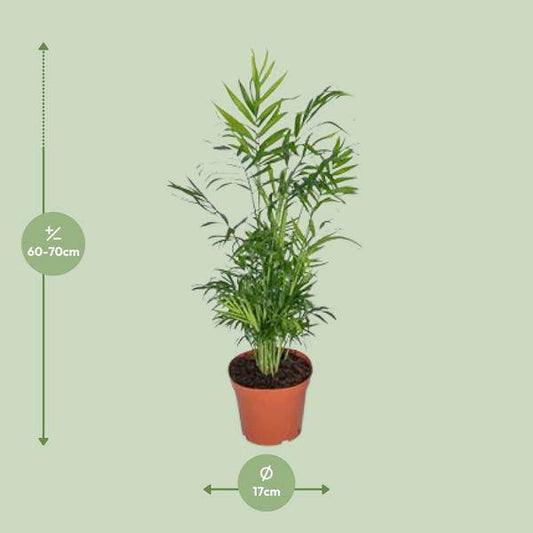Mexikanische Bergpalme – Chamaedorea Elegans – Ø17cm x H55cm – Pflegeleichte Zimmerpalme – Für Halbschatten – Luftreinigend – Im Pflanztopf – Direkt aus der Gärtnerei