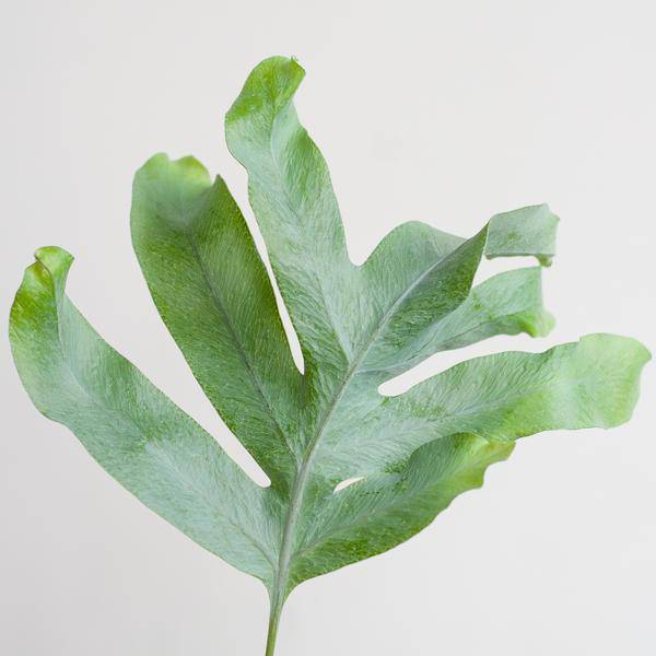 Phlebodium Aureum 'Blue Star' – Blauer Tüpfelfarn – Zimmerpflanze + Korb Lissabon Schwarz – Ø17 cm – Höhe 40 cm – Graublaue Blätter – Nachhaltiger Jutekorb – Pflegeleicht & stilvoll