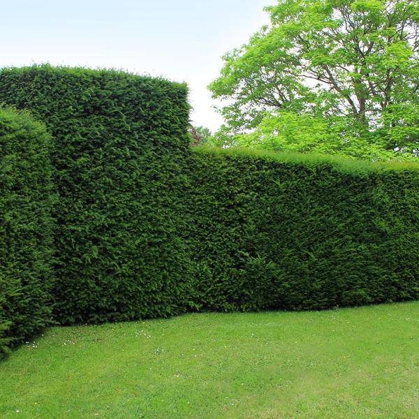 Eibe - Eibenhecke - 10 Meter Hecke - ↨100-125 cm - 20 Stück