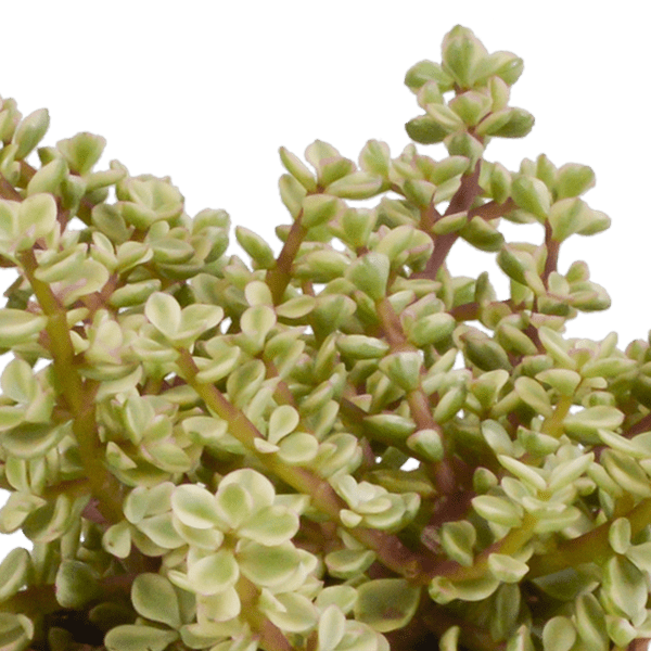 Dickblatt - Crassula - Mix - 10,5 cm - 3 Stück + Topf