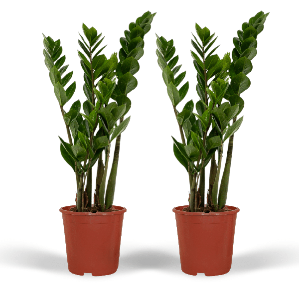 Glücksfeder - Zamioculcas Zamiifolia - Smaragdpalme - 50cm - ø14cm - 2 Stück