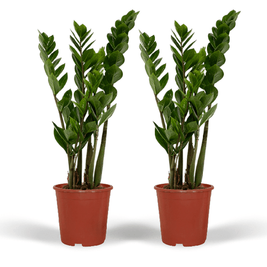 Glücksfeder - Zamioculcas Zamiifolia - Smaragdpalme - 50cm - ø14cm - 2 Stück