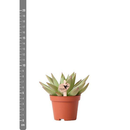 Sukkulente Echeveria Miranda – Grüne Rosettenpflanze – Ø6cm – Pflegeleichte Zimmerpflanze – In Blumenerde – Für helle Standorte