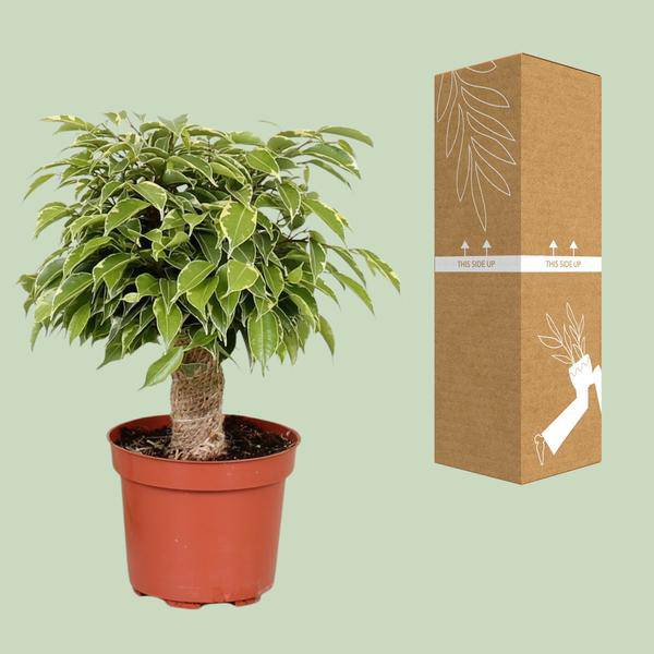 Birken-Feige - Ficus Benjamina Kinky - Zimmerpflanze - Ø12cm - ↕28cm