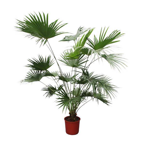 Chinesische Schirmpalme - Livistona Chinensis - 200cm - ø34cm