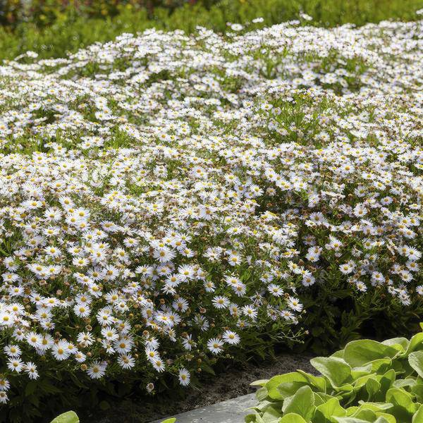 Wildaster- Aster ageratoides 'Ashvi' - ↕10-25cm - Ø9cm - 6 Stück