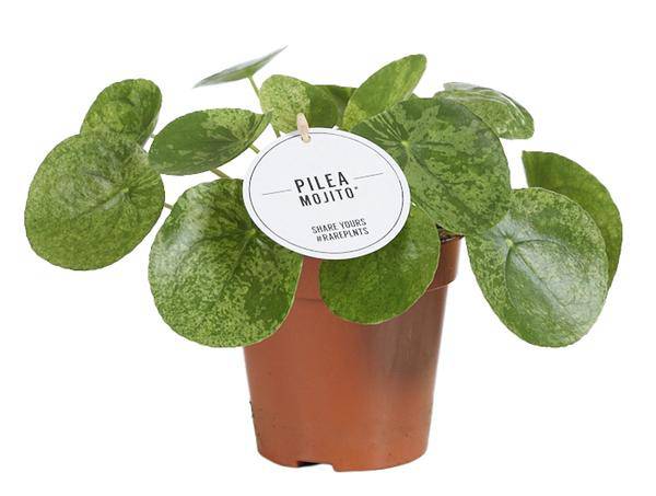 Glückstaler - Pilea Mojito - Zimmerpflanze - Ø13cm - ↕20cm