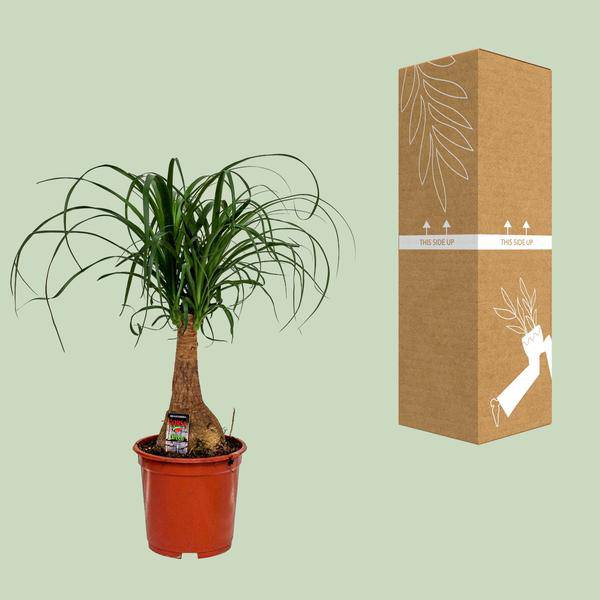 Elefantenfuß - Beaucarnea Nolina - Zimmerpflanze - Ø19cm - ↕60cm