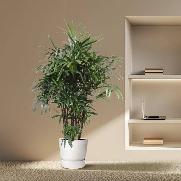 Steckenpalme – Rhapis Excelsa – Zimmerpflanze 190cm – Ø40cm – Elegante Damenpalme mit fächerförmigen Blättern – Pflegeleichte Palme für Wohnzimmer, Büro & Wintergarten