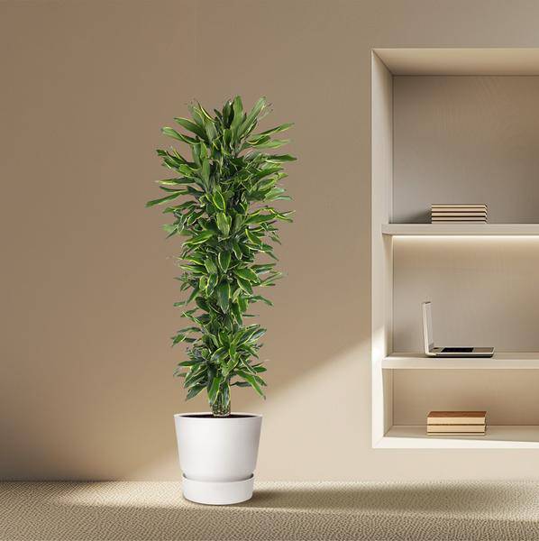 Drachenbaum - Dracaena Golden Coast - Zimmerpflanze - 170cm - ø34cm