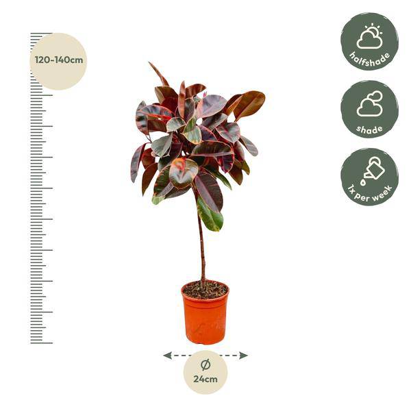 Gummibaum - Ficus Elastica Belize – auf Stiel – Zimmerpflanze – ca. 130 cm hoch – Ø24 cm – Buntes Laub – Pflegeleicht & Luftreinigend