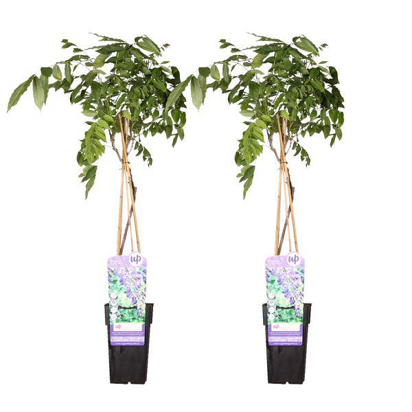Chinesischer Blauregen - Wisteria sinensis 'Prolific' - ↨65cm - Ø15cm - 2 Stück