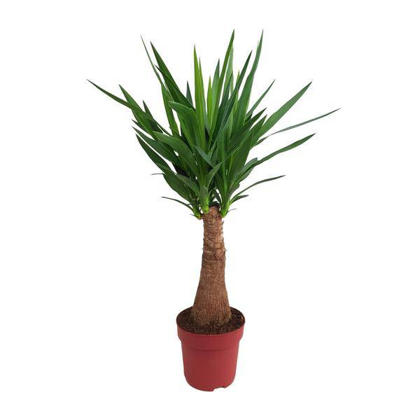 Palmlilie - Yucca - Maya-Baum - mehrstielig - Zimmerpflanze - Ø21cm - ↕100cm