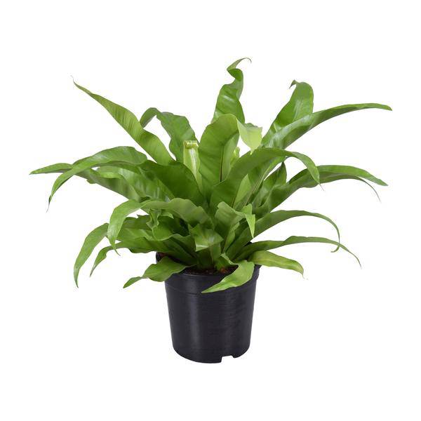 Nestfarn - Asplenium Antiquum - Zimmerpflanze - Ø17cm - ↕45cm