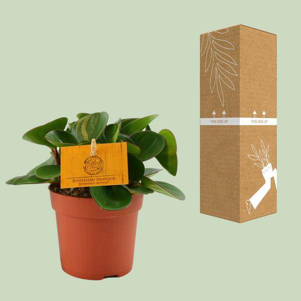 Zwergpfeffer - Peperomia Obtipan - Zimmerpflanze - Ø11cm - ↕15cm