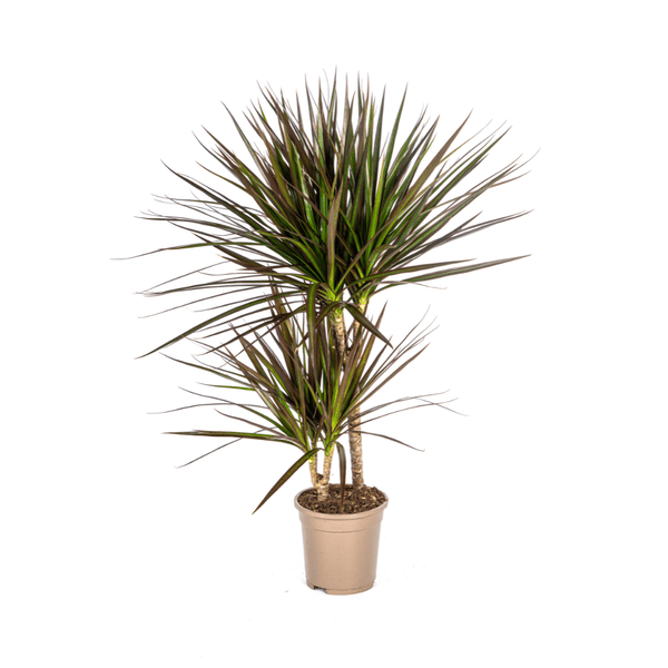 Dracaena Marginata Magenta – Drachenbaum – Zimmerpflanze – Ø17cm – ↕50-70cm – Pflegeleichte Grünpflanze mit roten Blatträndern – Luftreinigende Pflanze für Zuhause & Büro