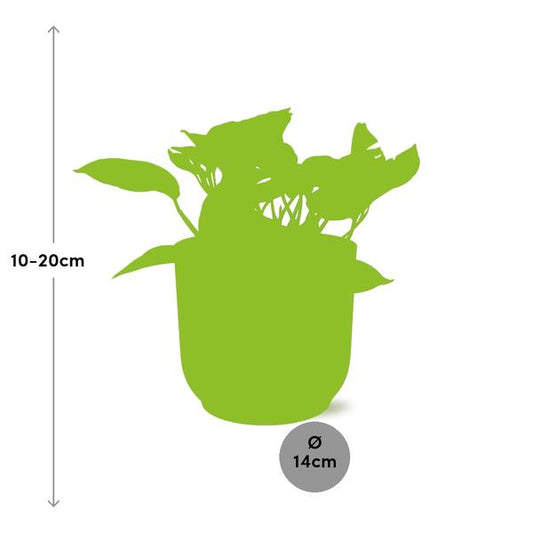 Efeutute Scindapsus Epipremnum Marble Queen – Zimmerpflanze inkl. Ziertopf Vibes Fold Rosa Ø14cm – Herzförmige, marmorierte Blätter – Luftreinigend & pflegeleicht – Für Wohnzimmer & Büro