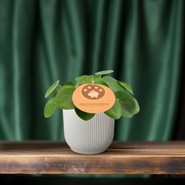 Chinesischer Geldbaum - Pilea Peperomioides - Zimmerpflanze - Ø12cm - ↕20cm