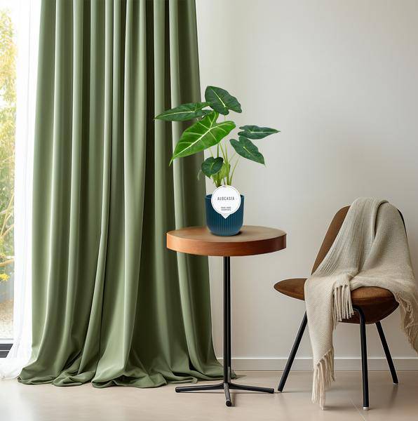 Alocasia Frydek – Pfeilblatt – Elefantenohr – Exotische Zimmerpflanze mit pfeilförmigen Blättern – Ø12cm – ↕35cm