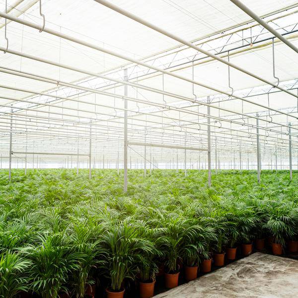 Betelpalme Areca-Palme – Zimmerpflanze Ø24cm – 130cm hoch – Luftreinigende Goldfruchtpalme