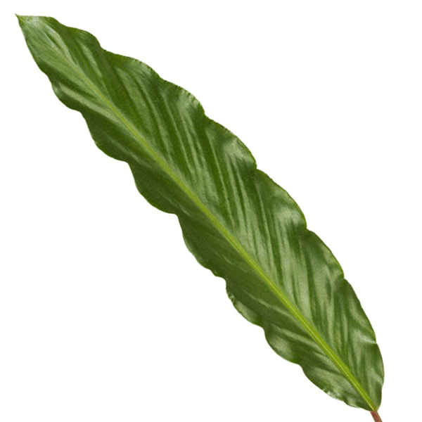 Calathea Wavestar – Korbmarante – Zimmerpflanze Ø19cm – Höhe ca. 80cm – Exotische Blattschmuckpflanze für Innenräume