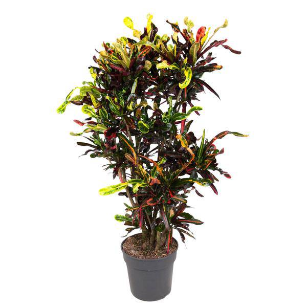 Wunderstrauch – Codiaeum Mammi – Zimmerpflanze – 120cm – Ø31cm – bunte exotische Blätter in Grün, Gelb, Rot und Orange – dekorative Indoor-Pflanze