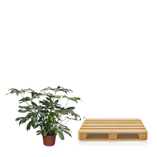 Baumfreund - Philodendron Green Wonder - Zimmerpflanze - 140cm - ø45cm