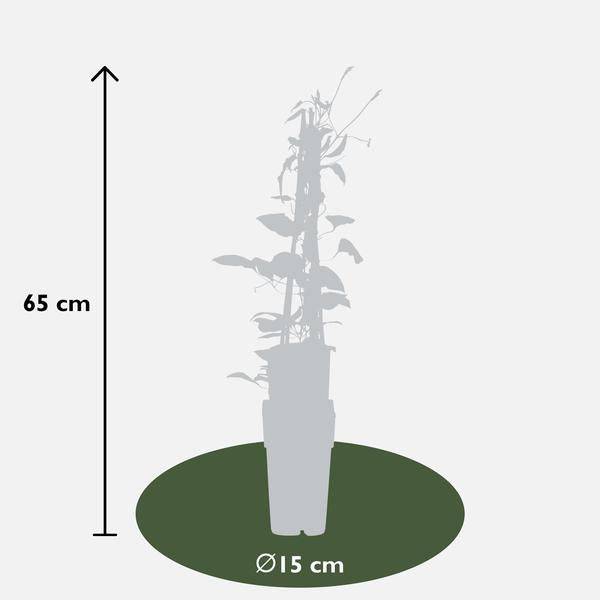 Waldrebe - Clematis Rouge Cardinal - ↨65cm - Ø15cm - 3 Stück
