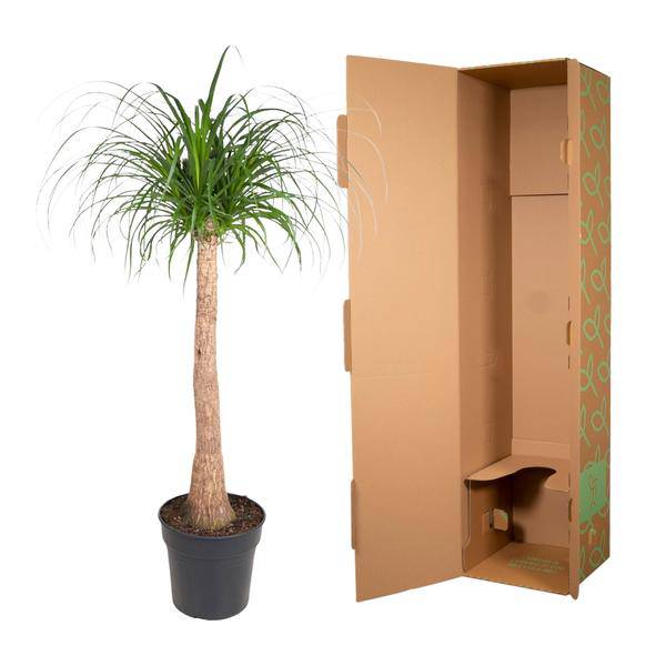 Elefantenfuß – Beaucarnea 120cm – Ø32cm – Zimmerpflanze mit dickem Stamm & hängenden Blättern – Pflegeleichte exotische Grünpflanze für Wohnzimmer, Büro & Wintergarten