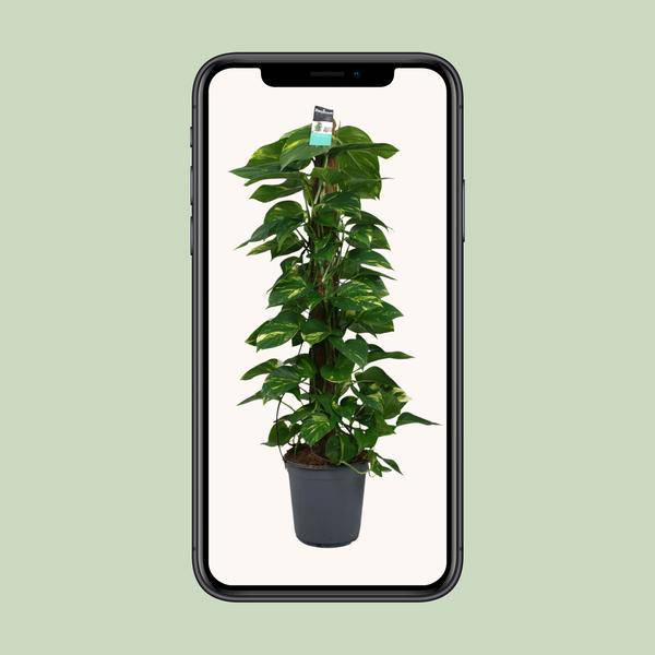 Efeutute - Scindapsus Epipremnum - Zimmerpflanze - Ø24cm - ↕120cm