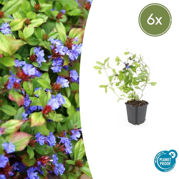 Kriechende Hornnarbe - Ceratostigma plumbaginoides - ↕10-25cm - Ø9cm - 6 Stück
